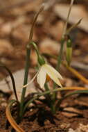 Слика од Acis nicaeensis (Ardoino) Lledó, A. P. Davis & M. B. Crespo