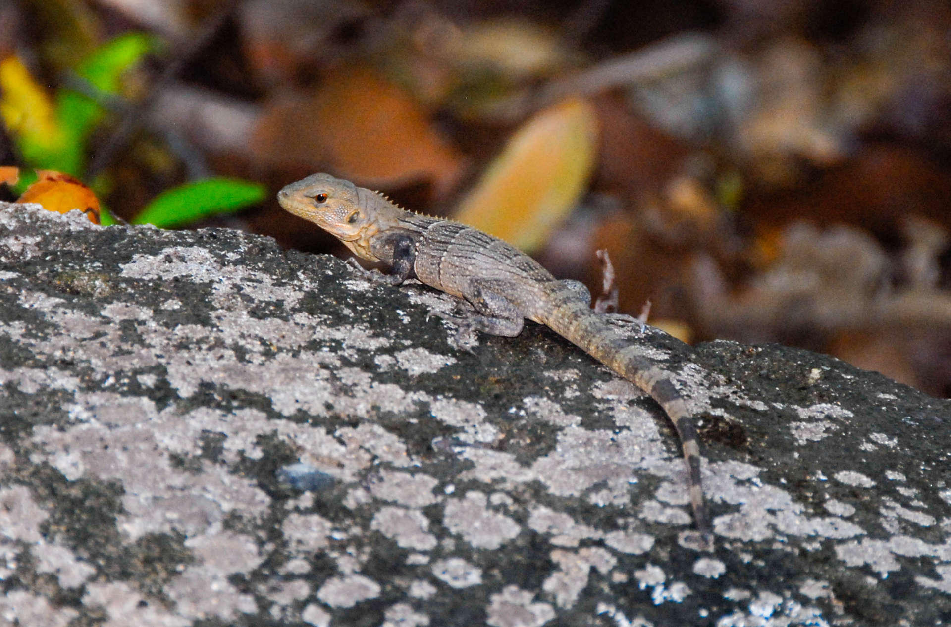 Image of Aguán Valley Iguana