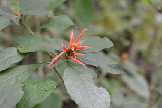 Image de Aphelandra scabra (Vahl) Sm.