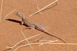 Image of Wedge-snouted Desert Lizard