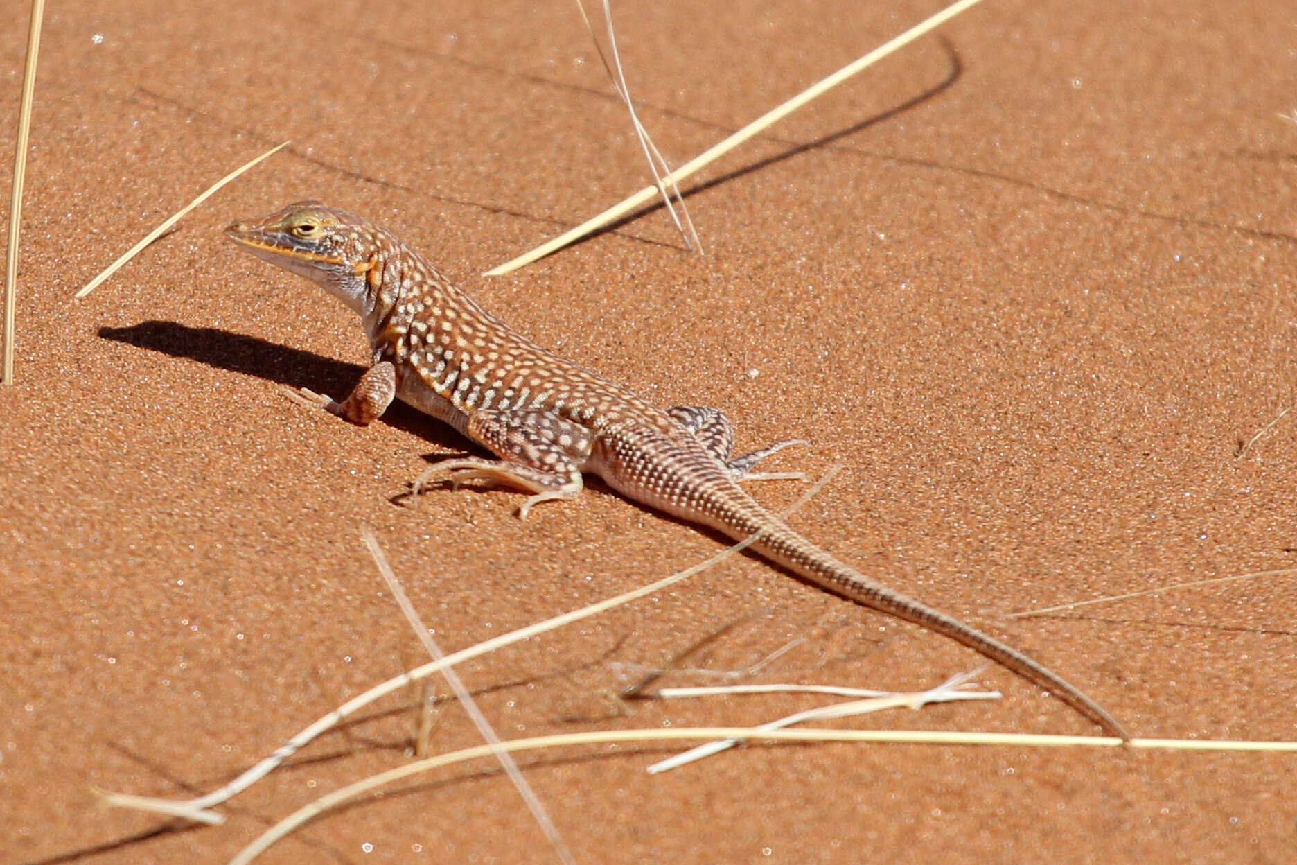 Image of Wedge-snouted Desert Lizard