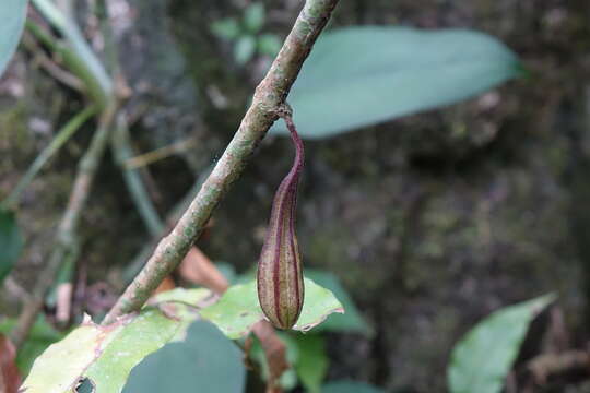 Image of Aristolochia tricaudata Lem.