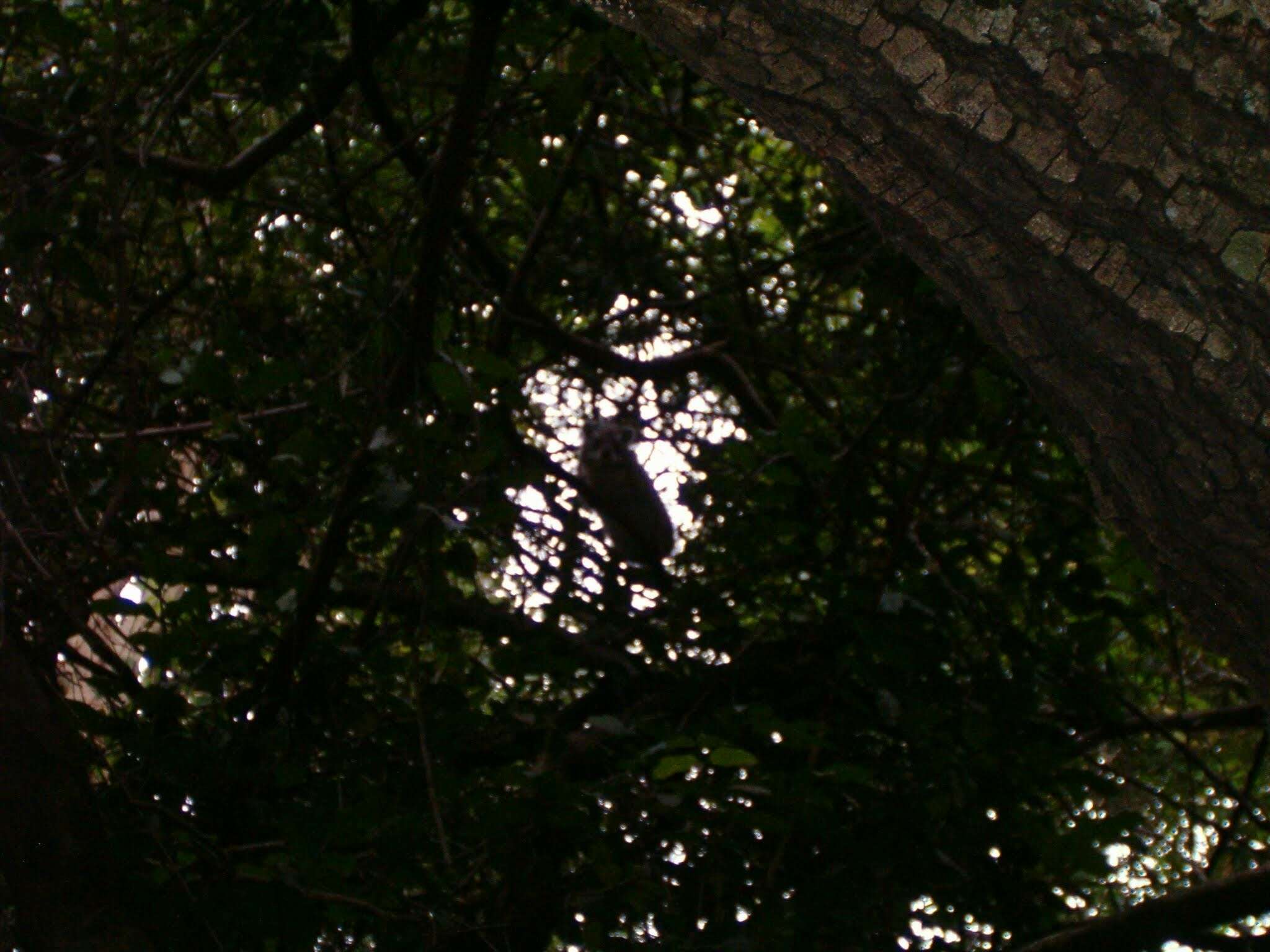 Image of Bush Hyrax