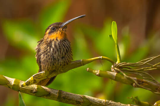 Image of Hook-billed hermit (hummingbird)