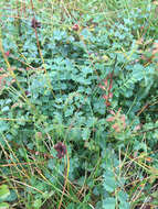 Sivun Sanguisorba minor subsp. minor kuva