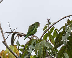 Image of Cobalt-winged Parakeet