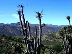 Imagem de Euphorbia grandidens Haw.