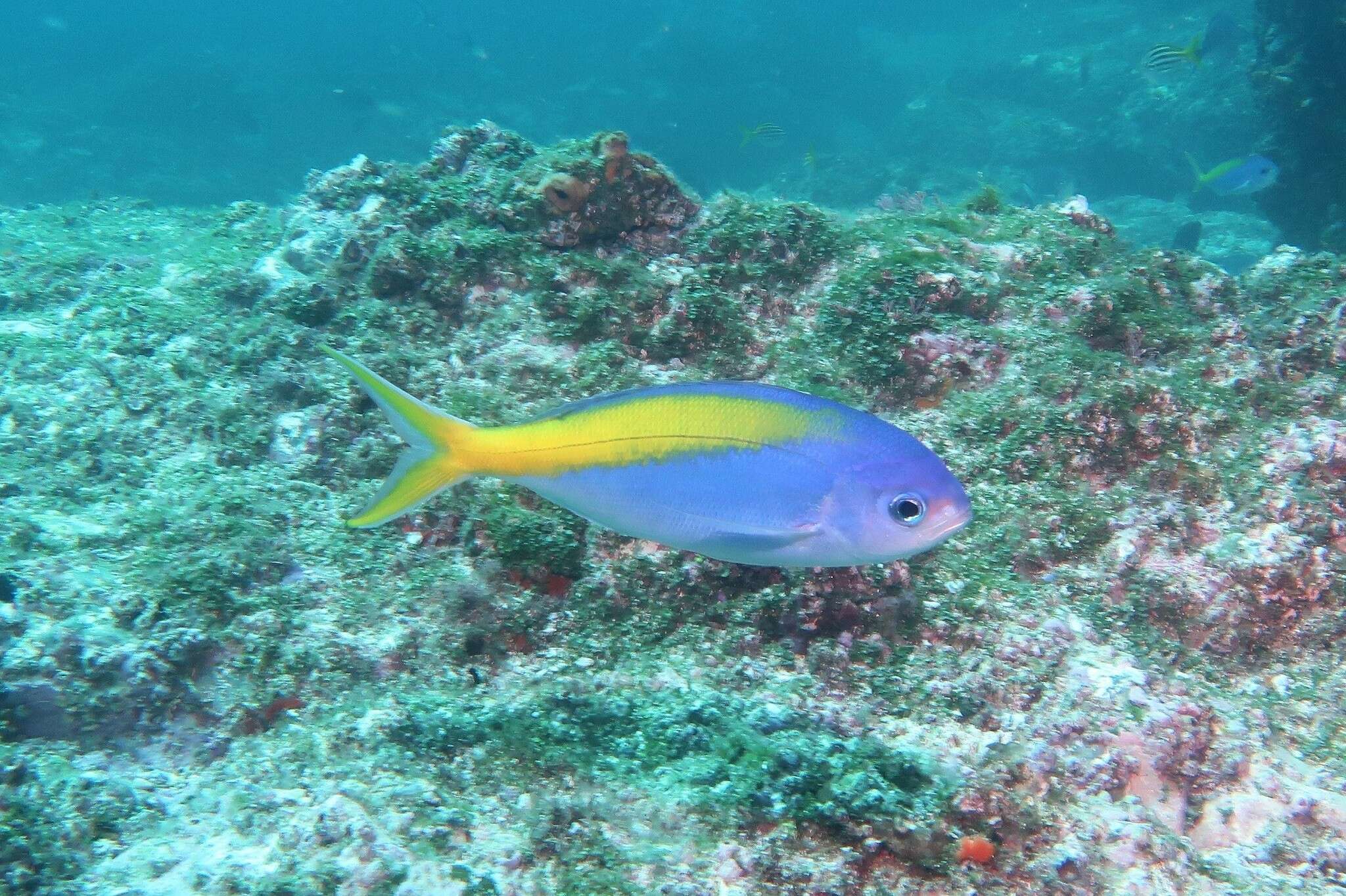 Image of Yellowtail blue snapper