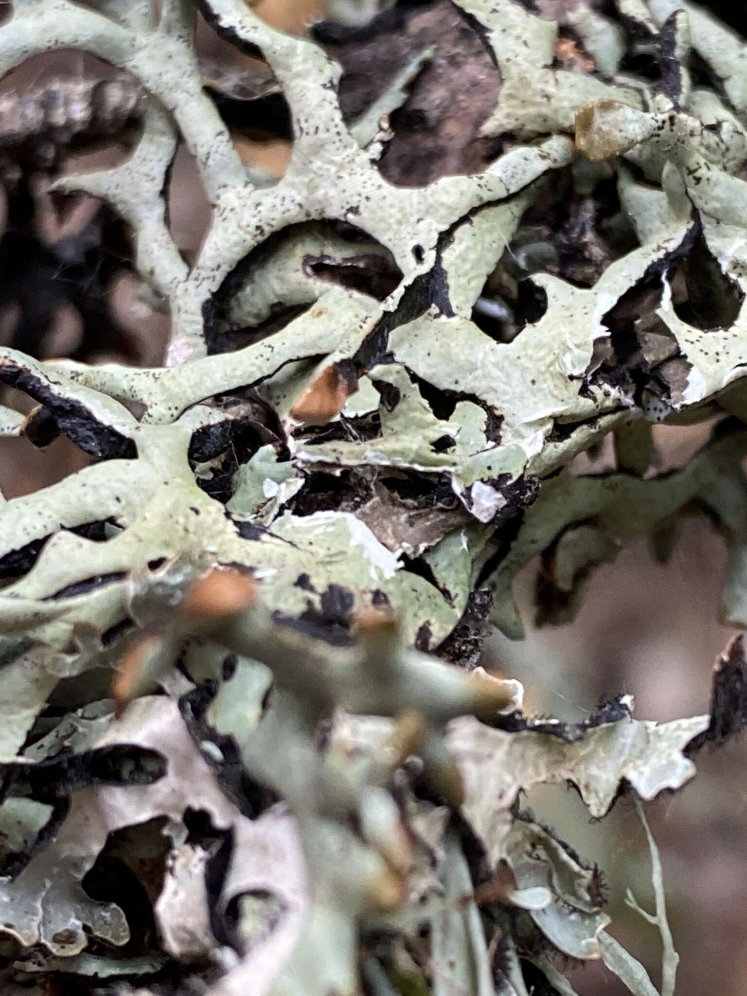 Image of inactive tube lichen