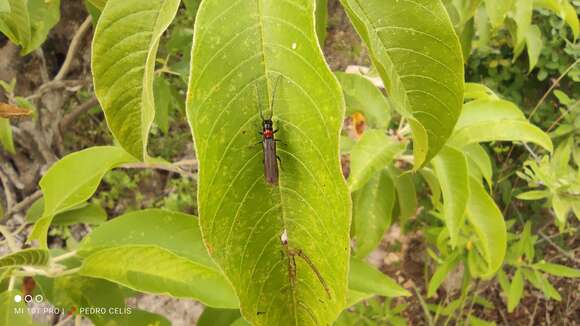 Image of Phaea erinae Chemsak 2000