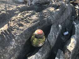 Image of Melocactus levitestatus Buining & Brederoo