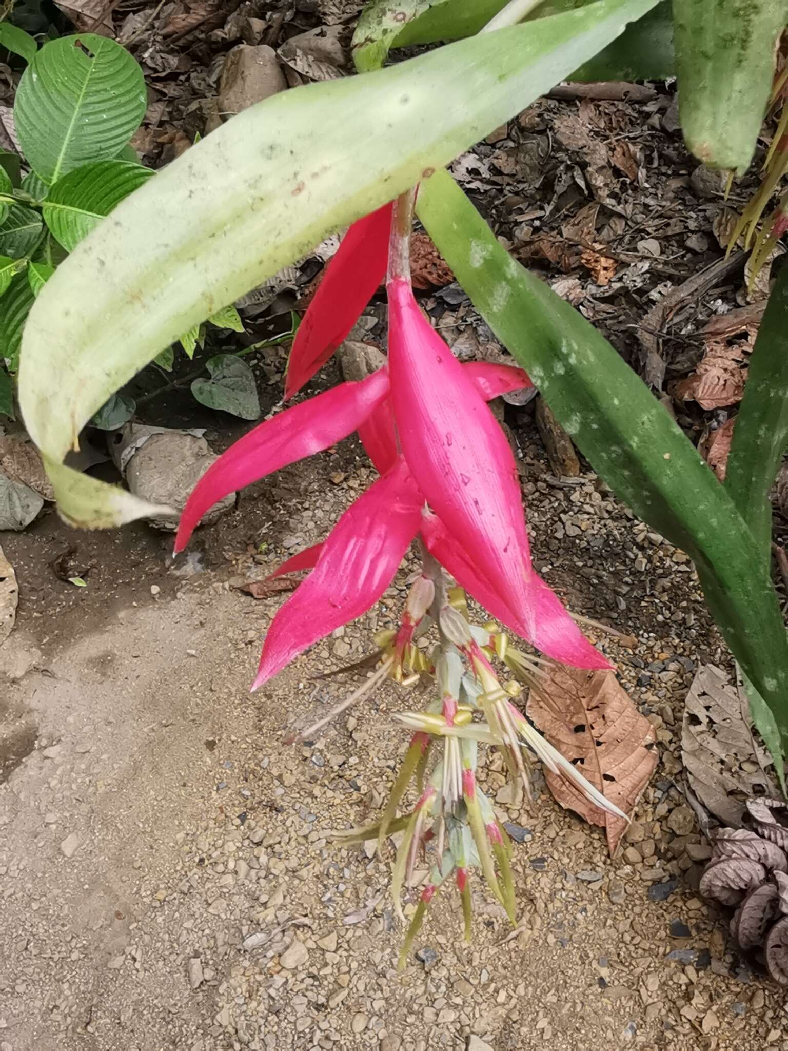 Image of Billbergia decora Poepp. & Endl.