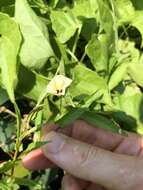 Imagem de Xenostegia tridentata (L.) D. F. Austin & Staples