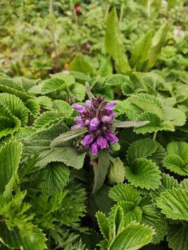 Image of Phlomoides bracteosa (Royle ex Benth.) Kamelin & Makhm.