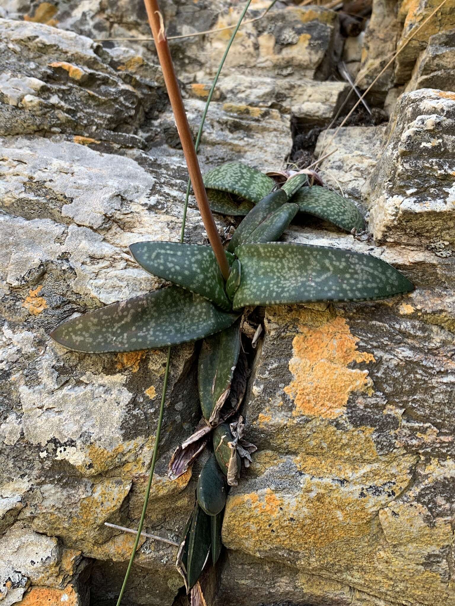 Image of Gasteria vlokii van Jaarsv.