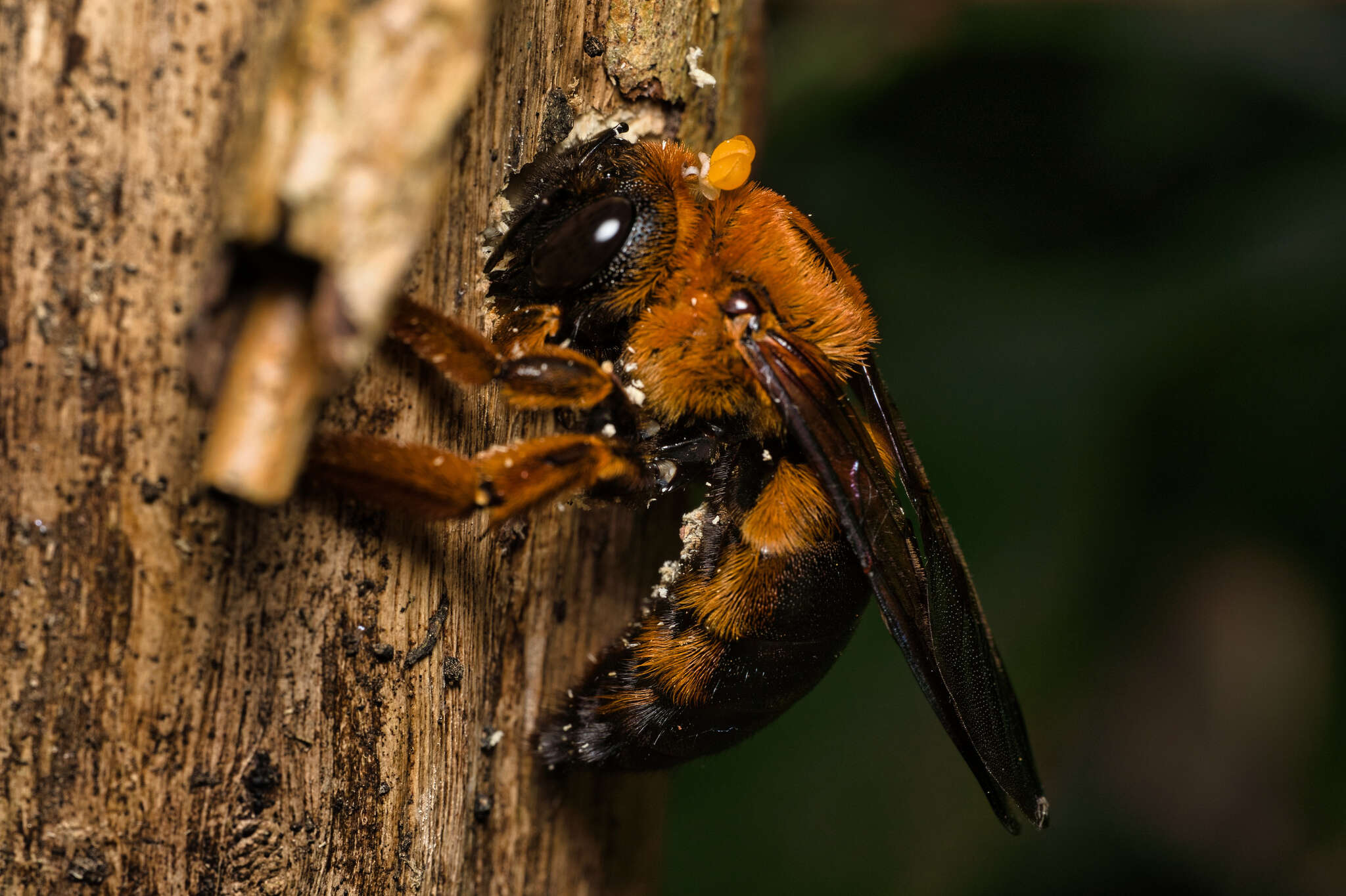 Image of Xylocopa ruficeps Friese 1910