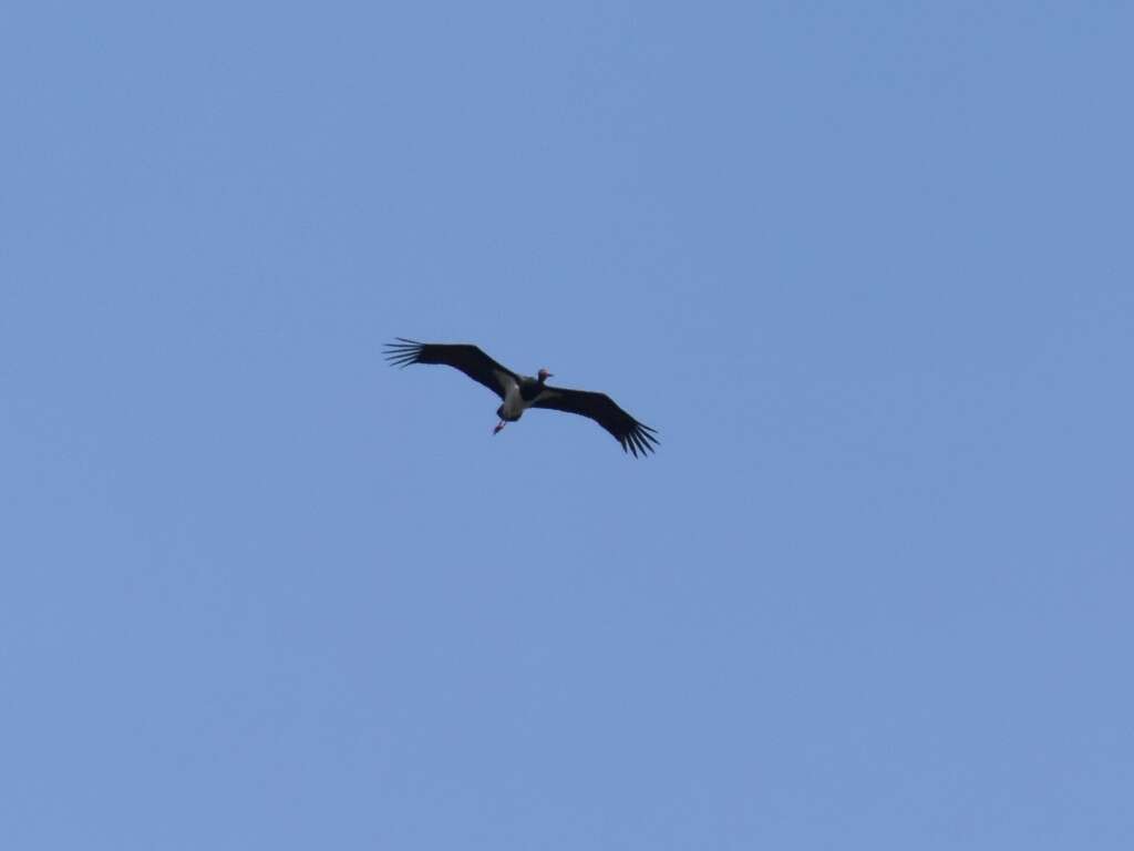 Image of Black Stork