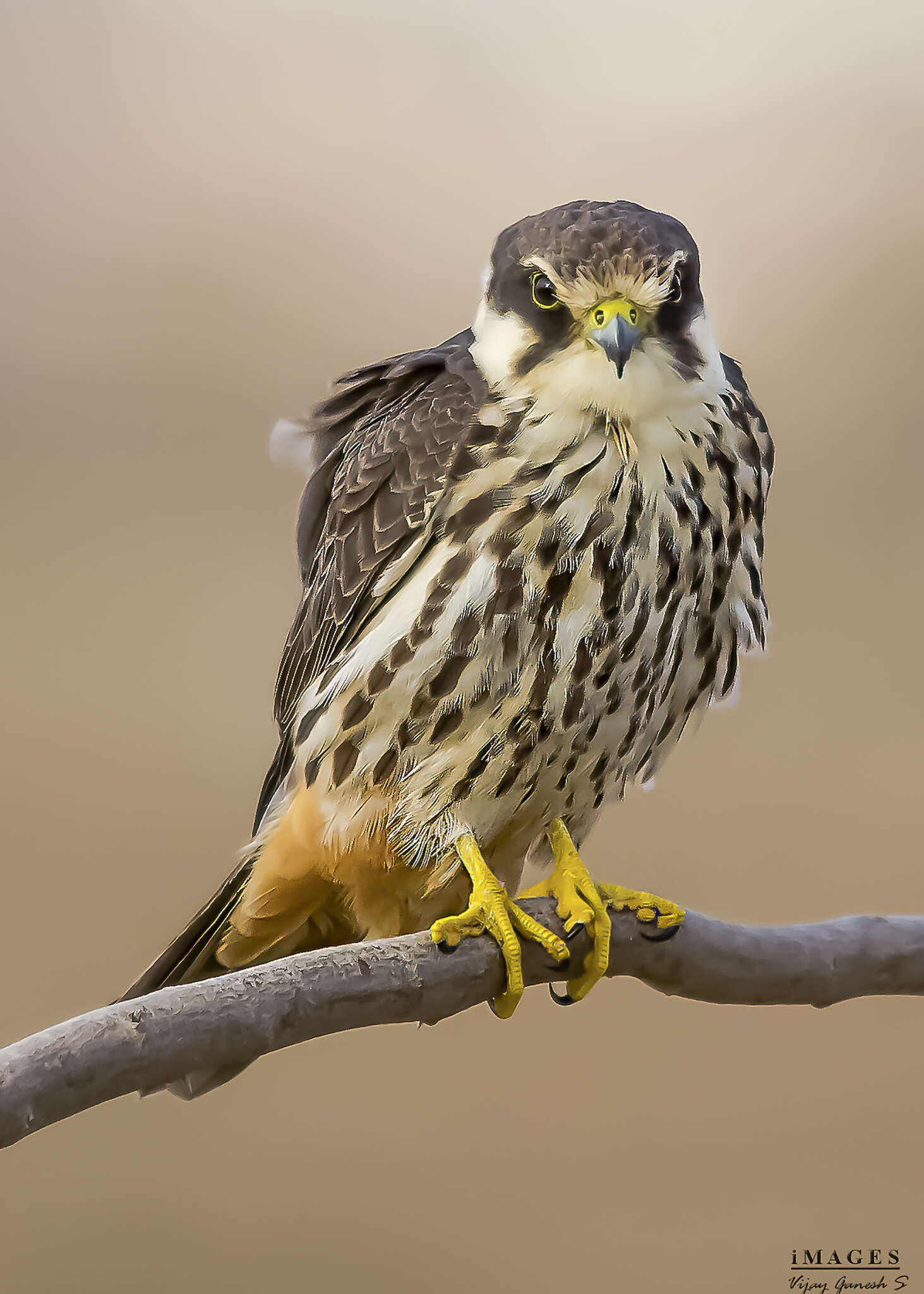 Image of Eurasian Hobby