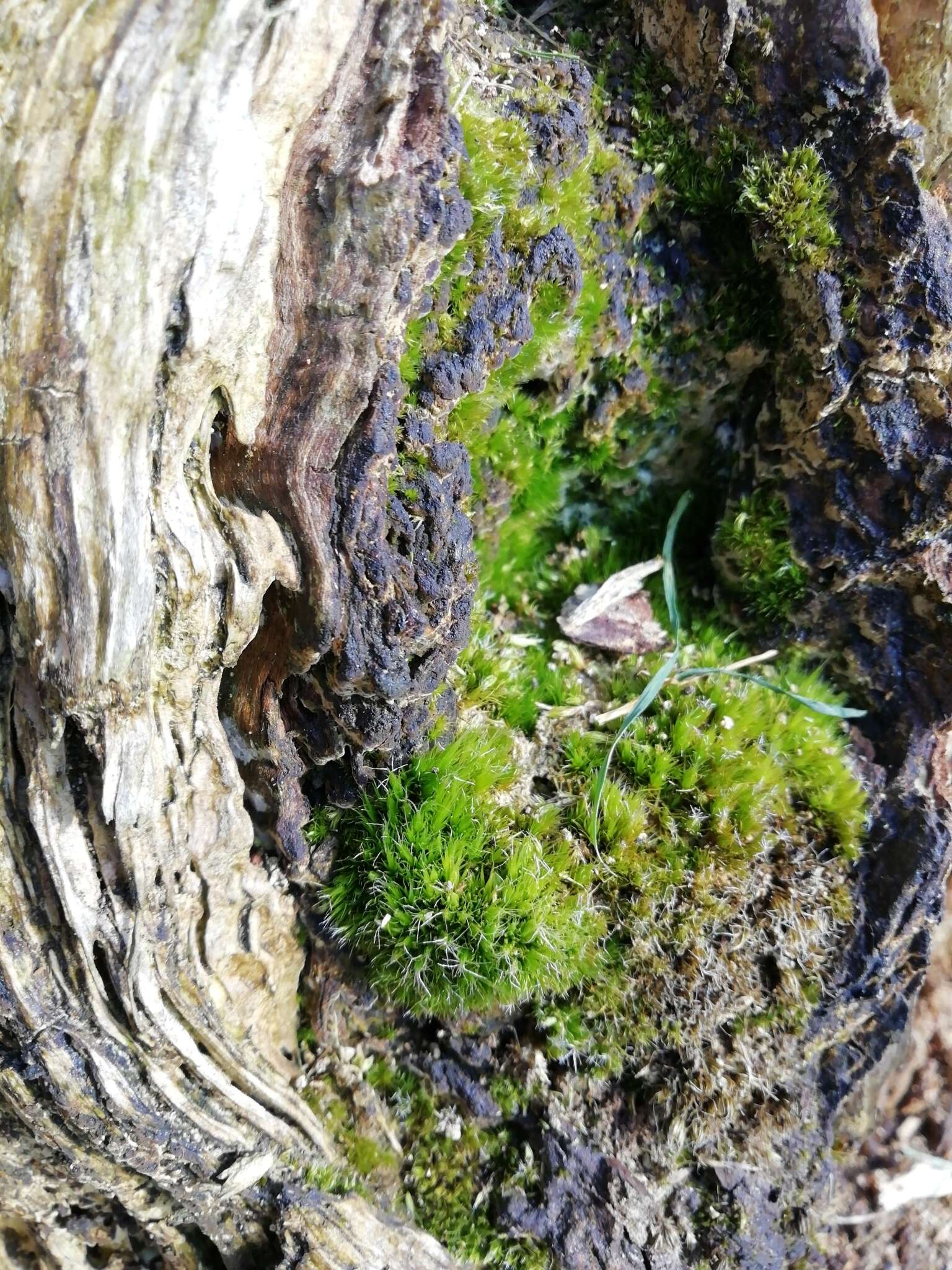 Image of campylopus moss