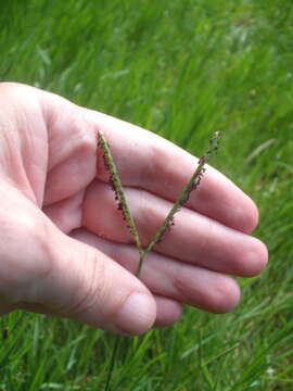 Image de Paspalum distichum L.