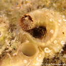 Image of worm shell