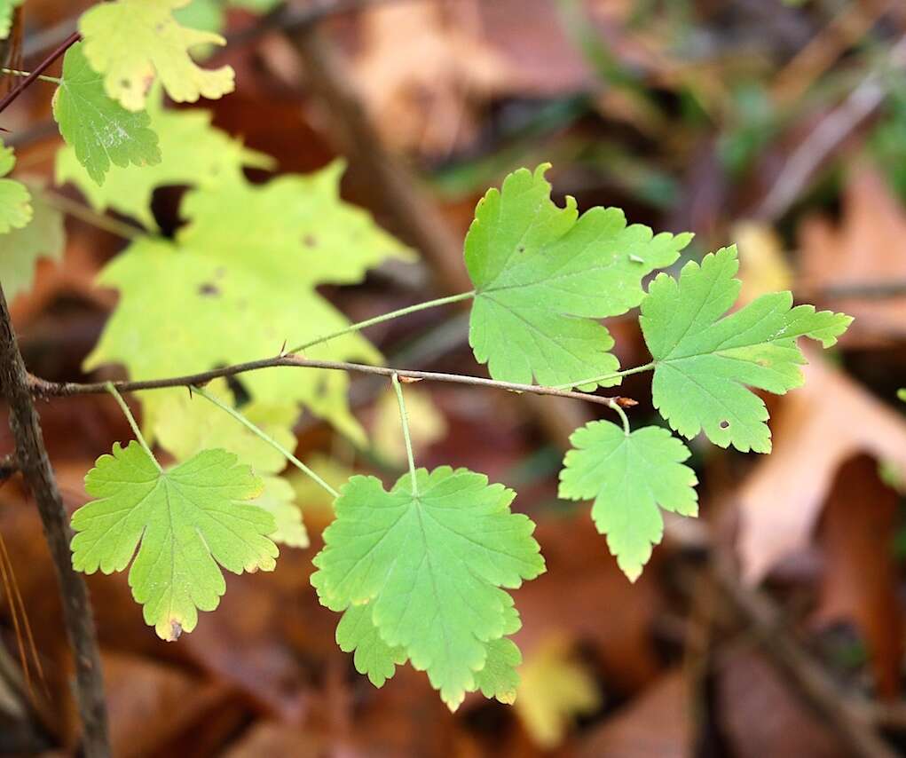 Image of eastern prickly gooseberry