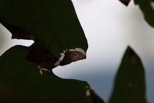 Imagem de Caloptilia acerifoliella (Chambers 1875)