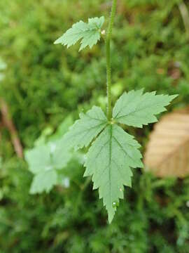 Image of Tiarella trifoliata var. trifoliata