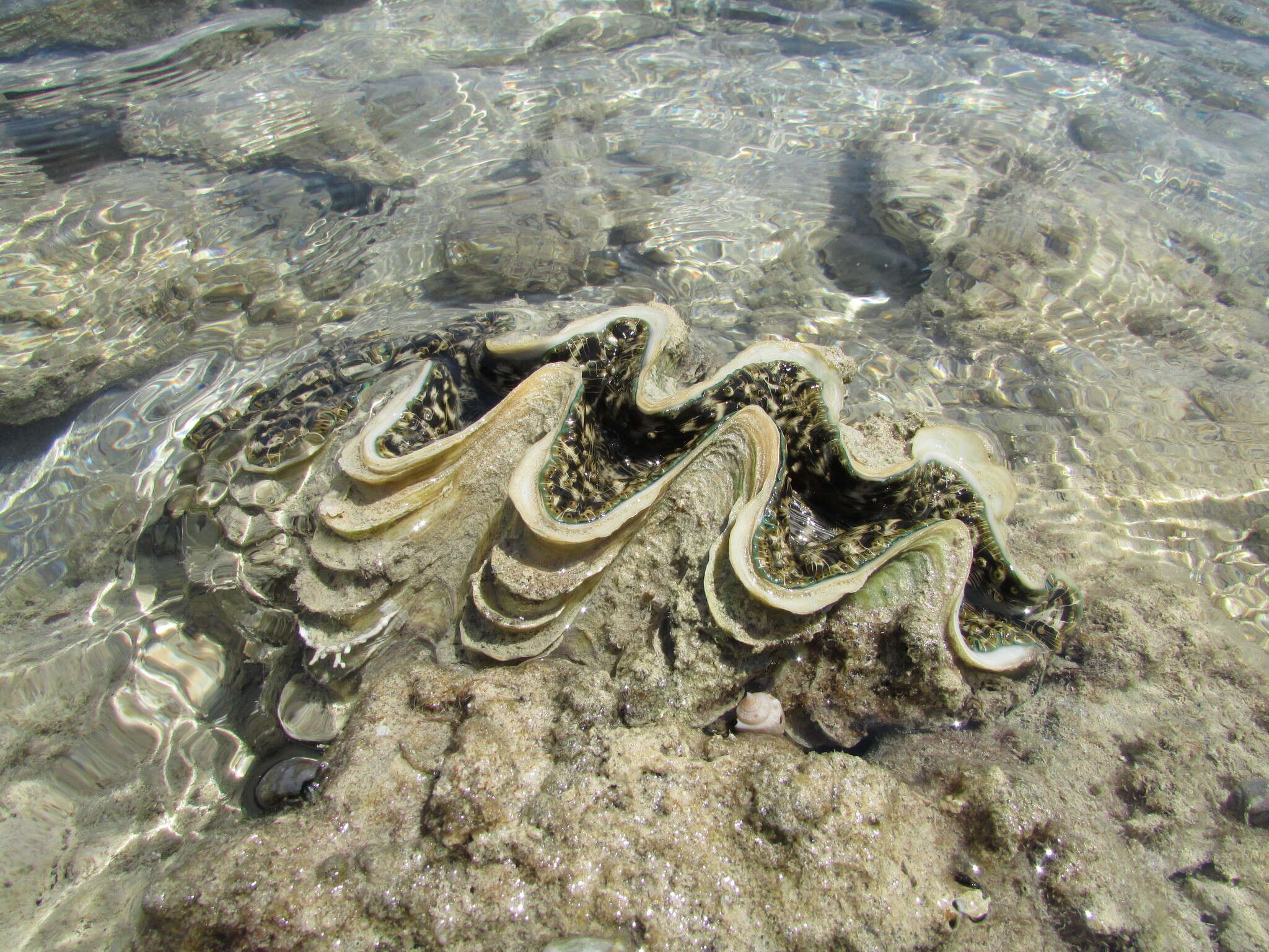 Image of Tridacna squamosina Sturany 1899