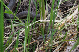 Image of Thamnophis elegans vagrans (Baird & Girard 1853)