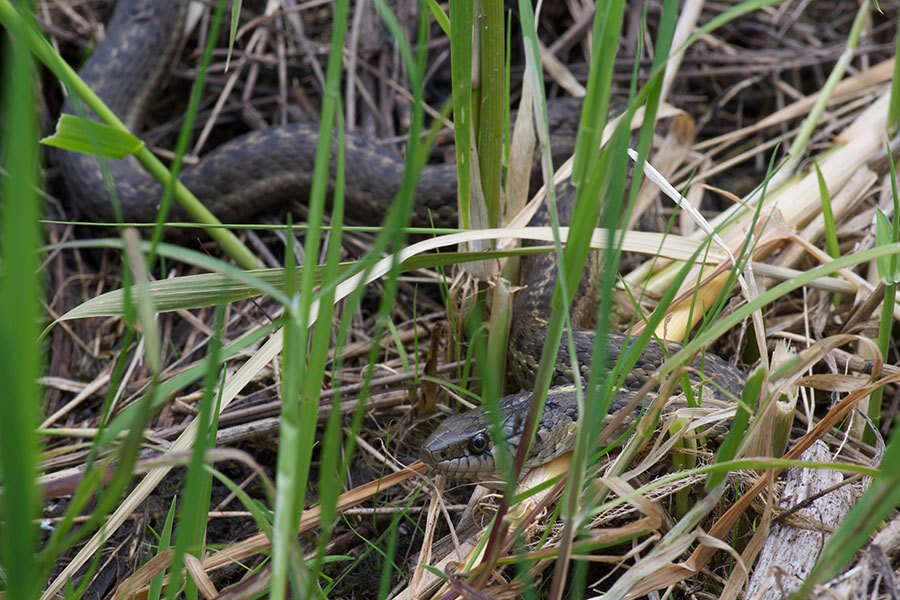 Image of Thamnophis elegans vagrans (Baird & Girard 1853)