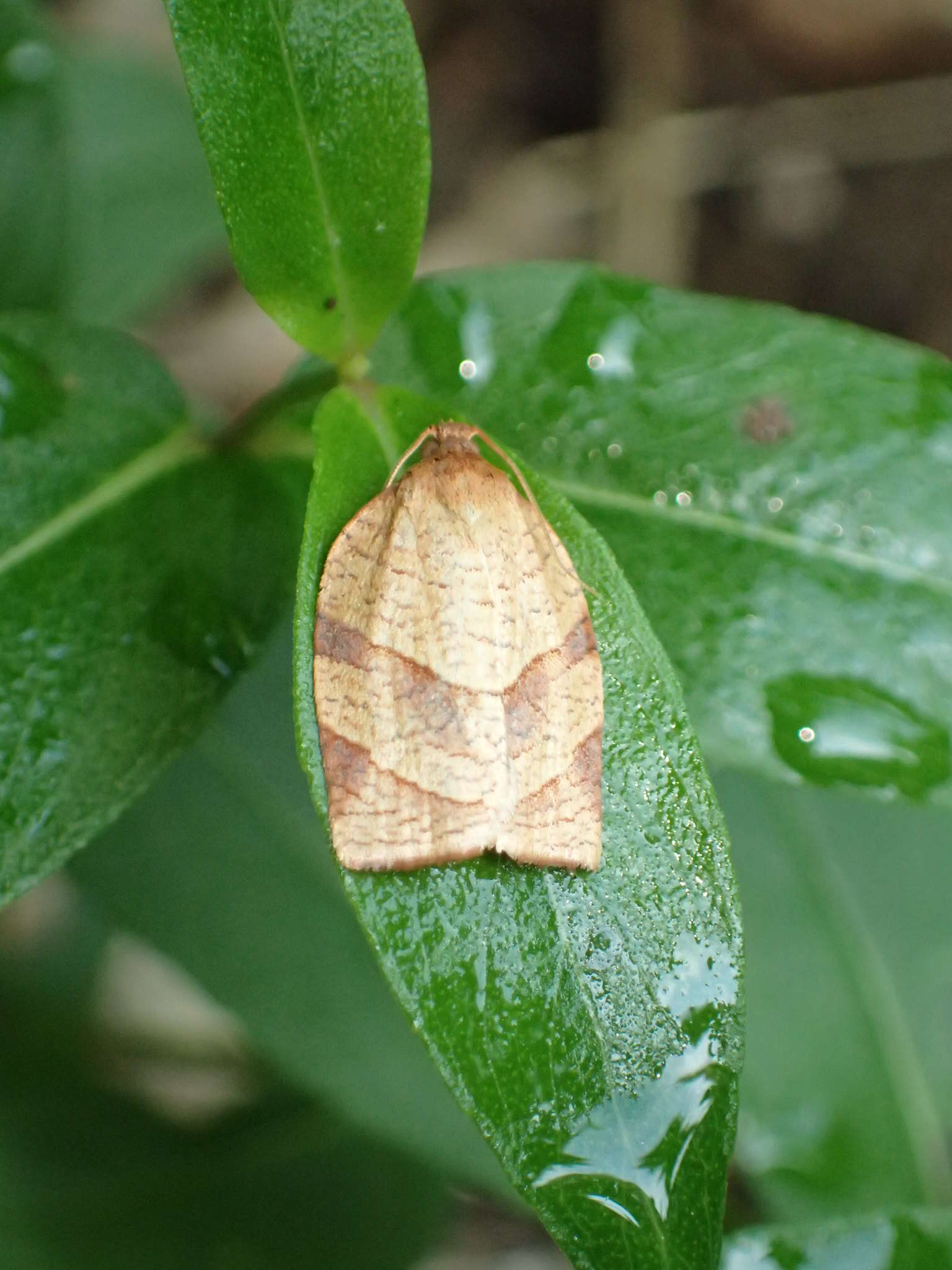 Image of Spotted Fireworm Moth