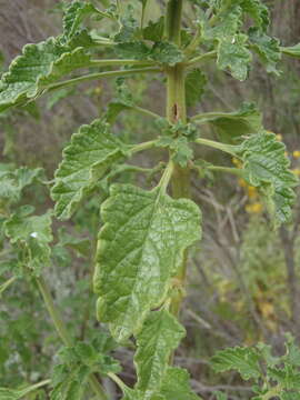 Image of Broadleaf leonotis