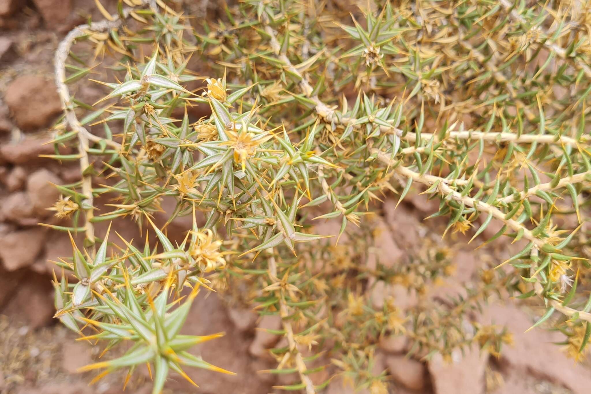 Image of Chuquiraga atacamensis Kuntze