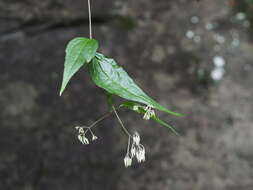 Image of Eupatorium tashiroi Hayata