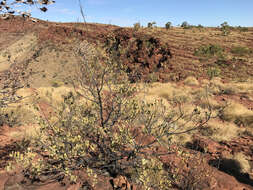 Image of Grevillea wickhamii Meissn.