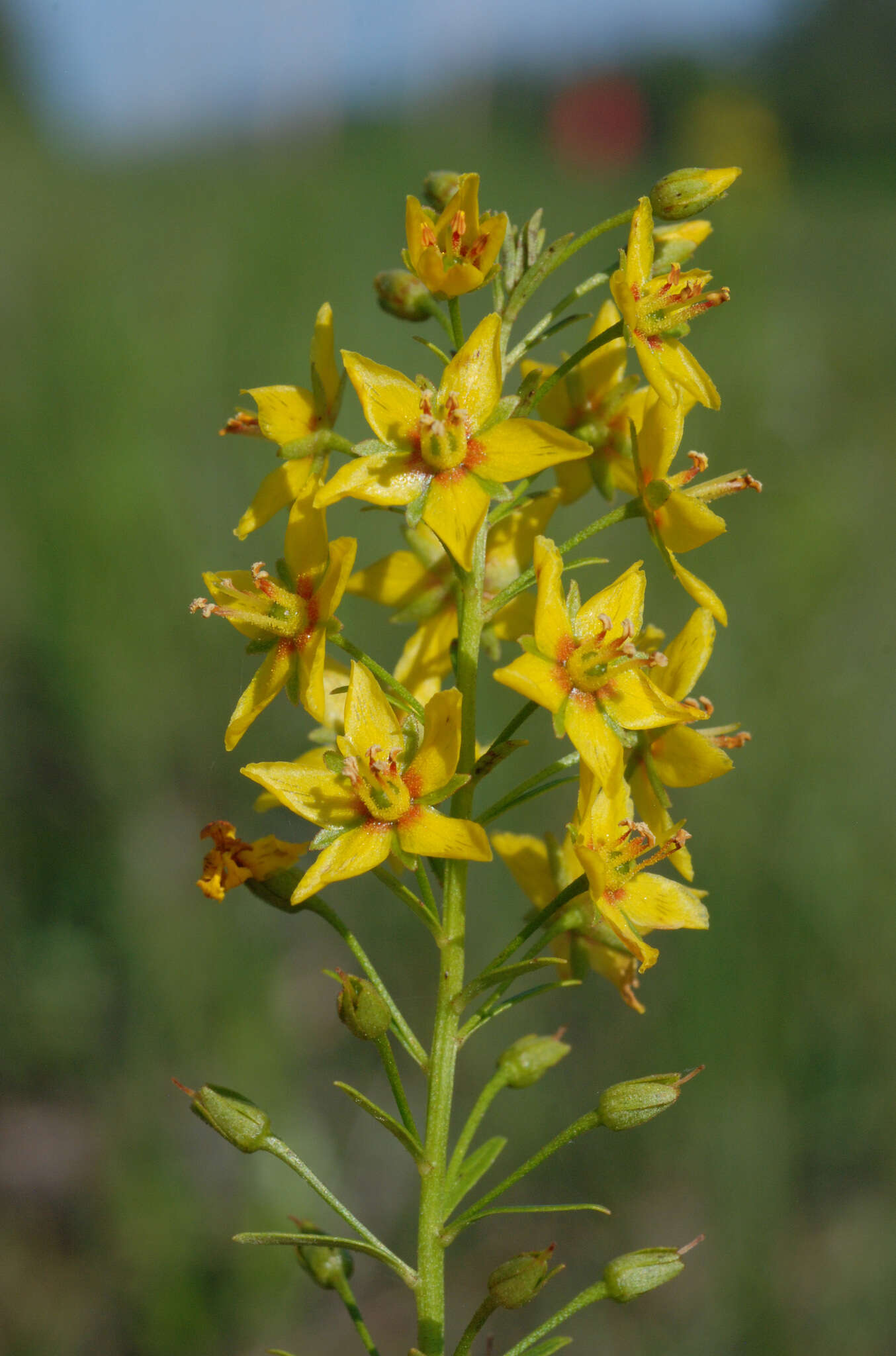 Image of Loomis' Yellow-Loosestrife