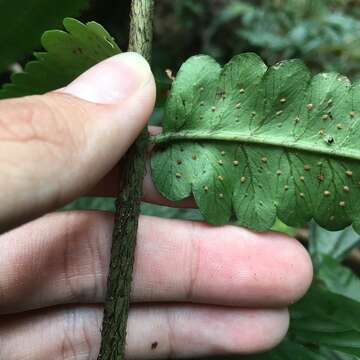 Image of Dryopteris scottii (Bedd.) Ching