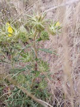 Image of Berkheya pinnatifida (Thunb.) Thell.