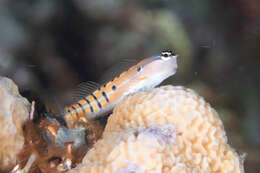 Image of Axelrod's Clown Blenny