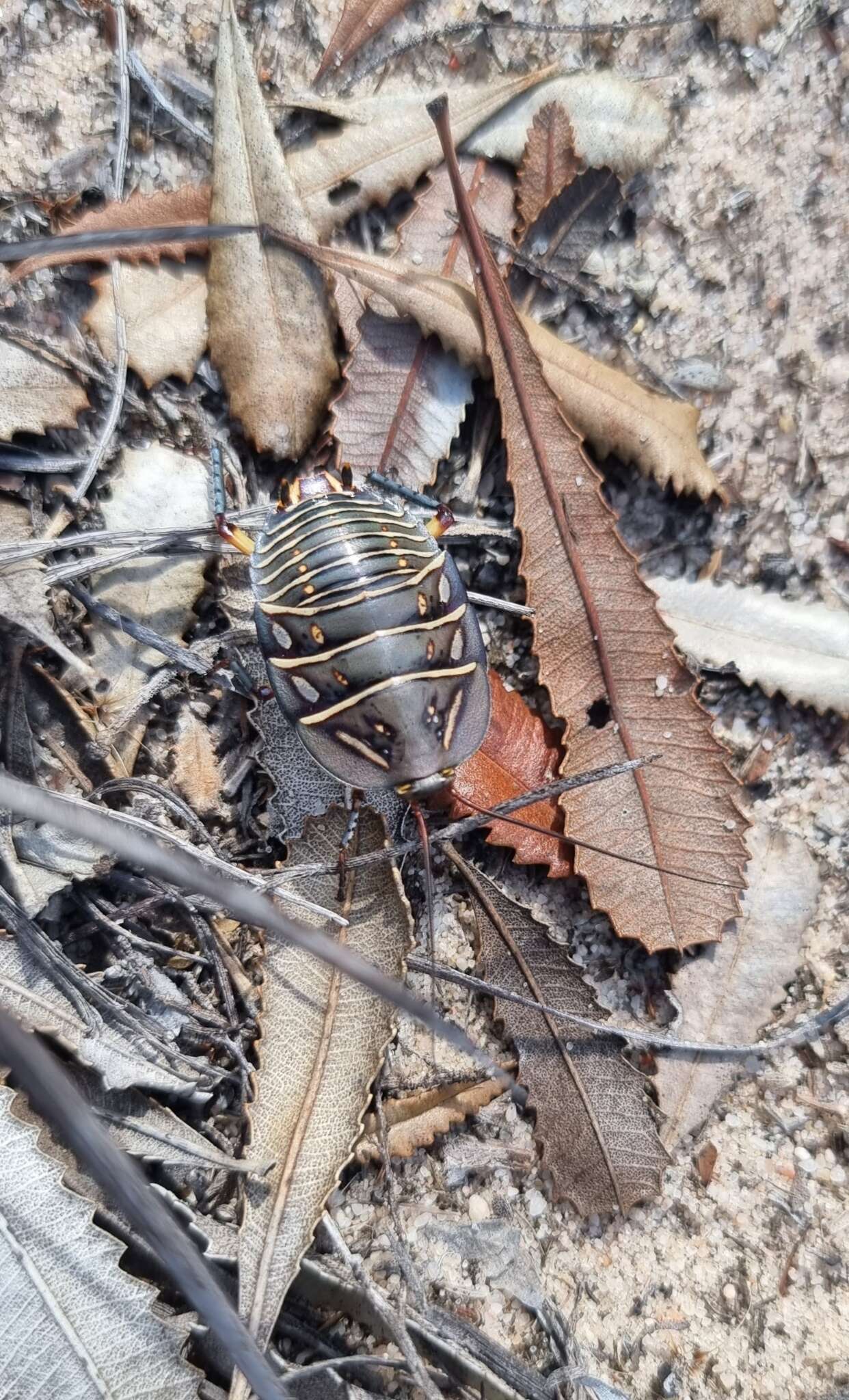 Image of Mardi Gras Cockroach