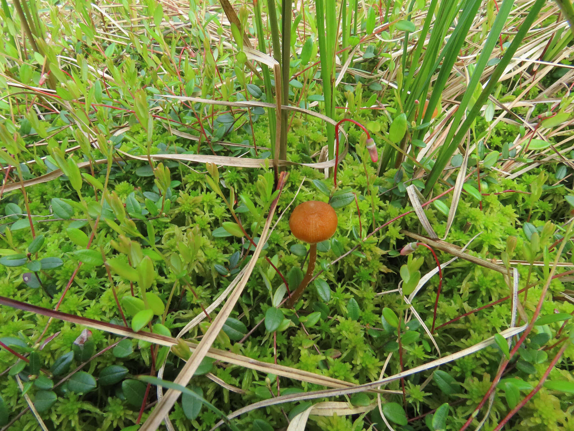 Image of Galerina paludosa (Fr.) Kühner 1935