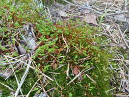 Image of pohlia moss