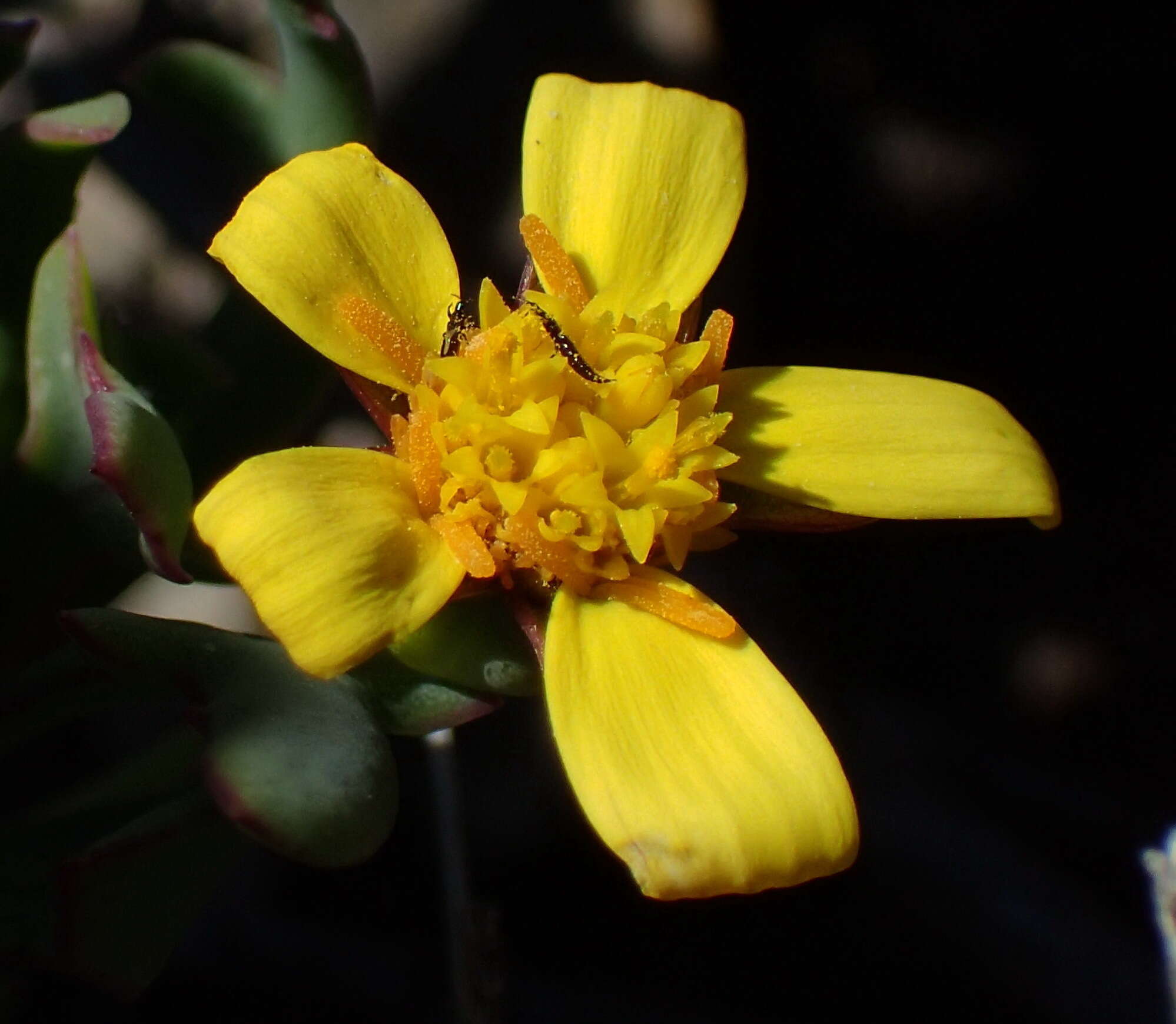 Image of Othonna quercifolia DC.