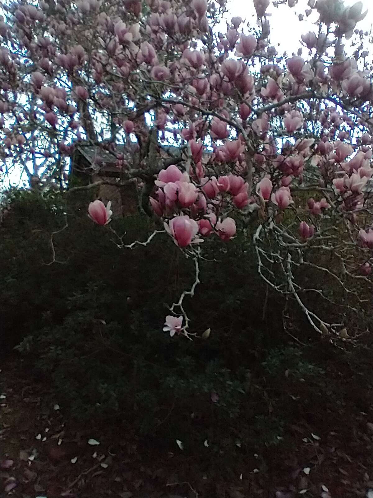 Image of Saucer magnolia