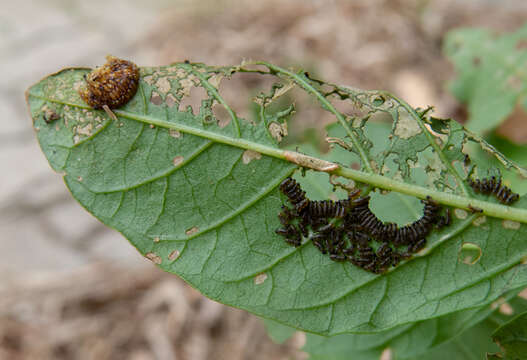 Image of Lema apicalis