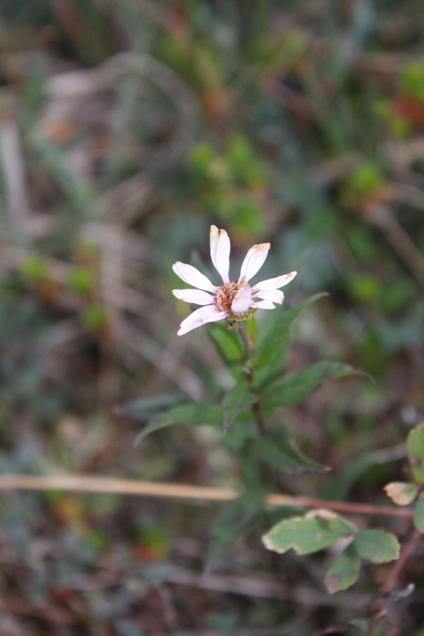 Eurybia radula (Ait.) G. L. Nesom resmi