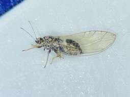 Image of Potato Psyllid