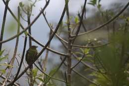 Imagem de Ampelioides Verreaux & J 1867