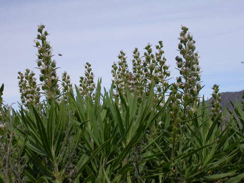 Echium onosmifolium Webb & Berth.的圖片